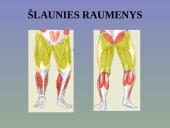 Žmogaus raumenys 17 puslapis