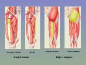 Žmogaus raumenys 18 puslapis