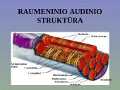 Žmogaus raumenys 4 puslapis