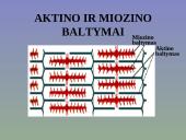 Žmogaus raumenys 5 puslapis