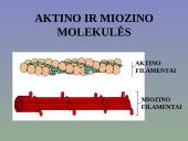 Žmogaus raumenys 6 puslapis