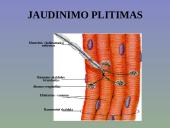 Žmogaus raumenys 8 puslapis