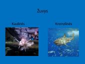 Žuvys, jų organai 3 puslapis