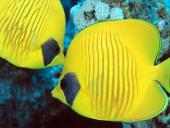 Žuvys, jų organai 4 puslapis