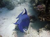 Žuvys, jų organai 6 puslapis