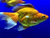 Žuvys, jų organai 8 puslapis