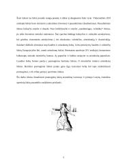 Šokio istorija 3 puslapis