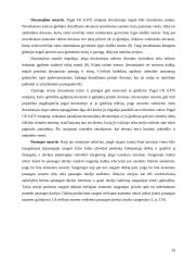 Asmenų pasikeitimas sutartinėje prievolėje 18 puslapis