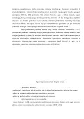 Informacijos saugumas 5 puslapis