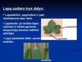 Augalų mityba fotosintezės būdu 11 puslapis