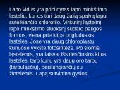 Augalų mityba fotosintezės būdu 13 puslapis