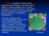 Augalų mityba fotosintezės būdu 14 puslapis