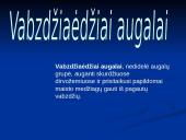 Augalų mityba fotosintezės būdu 17 puslapis