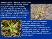 Augalų mityba fotosintezės būdu 18 puslapis