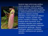 Augalų mityba fotosintezės būdu 20 puslapis