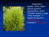 Augalų mityba fotosintezės būdu 3 puslapis