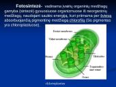 Augalų mityba fotosintezės būdu 4 puslapis