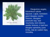 Augalų mityba fotosintezės būdu 7 puslapis