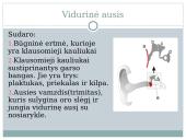 Ausies sandara. Klausos sutrikimai 4 puslapis
