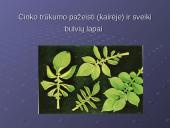 Cinko savybės 11 puslapis