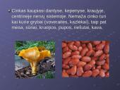 Cinko savybės 9 puslapis