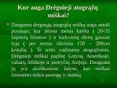 Viskas apie drėgnuosius atogrąžų miškus 5 puslapis