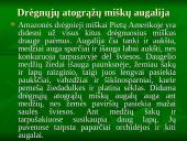Viskas apie drėgnuosius atogrąžų miškus 6 puslapis