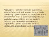 Dumblių ir pirmuonių reikšmė gamtai ir žmogui 8 puslapis