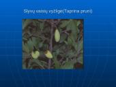 Fitopatologija. Augalų ligos 12 puslapis