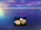 Grybų rūšys 8 puslapis