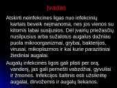 Grybinės ligos 2 puslapis