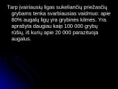 Grybinės ligos 3 puslapis