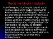 Grybinės ligos 4 puslapis