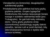 Grybinės ligos 5 puslapis