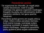 Grybinės ligos 6 puslapis