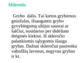 Grybų karalystė 11 puslapis