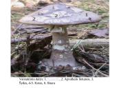 Grybų karalystė 12 puslapis