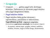 Grybų karalystė 13 puslapis