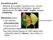 Grybų karalystė 14 puslapis