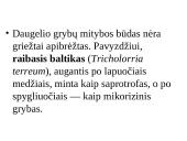Grybų karalystė 15 puslapis