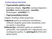 Grybų karalystė 17 puslapis
