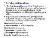 Grybų karalystė 19 puslapis
