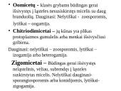 Grybų karalystė 20 puslapis