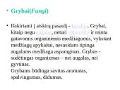 Grybų karalystė 3 puslapis
