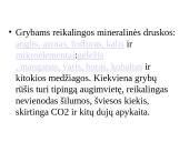 Grybų karalystė 4 puslapis