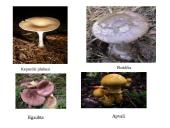Grybų karalystė 6 puslapis