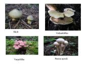 Grybų karalystė 7 puslapis