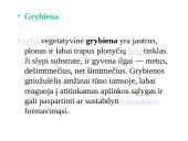 Grybų karalystė 8 puslapis