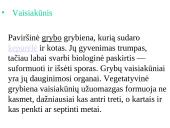 Grybų karalystė 9 puslapis