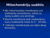 Mitochondrijos 11 puslapis